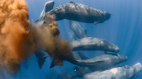 তিমির বিষ্ঠার আশ্চর্য ক্ষমতা