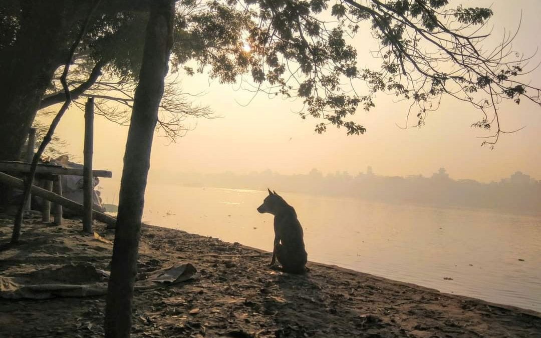 ভোরে বুড়িগঙ্গার পাড়ে একটা কুকুর