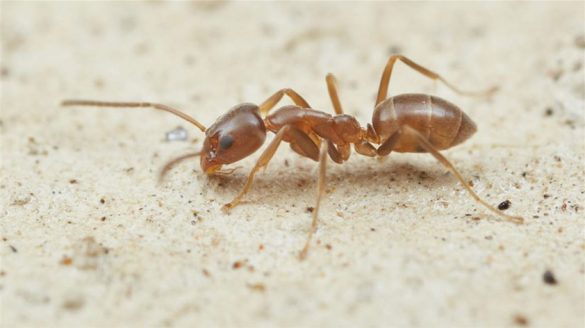 পিঁপড়া