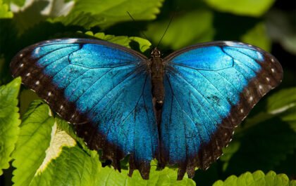 প্রজাপতি